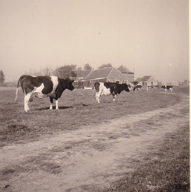 Boerderij Burgerdijkseweg - De Lier